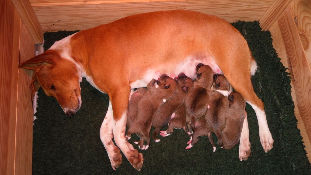 Nevali Çori - Naissance des chiots de Nimba