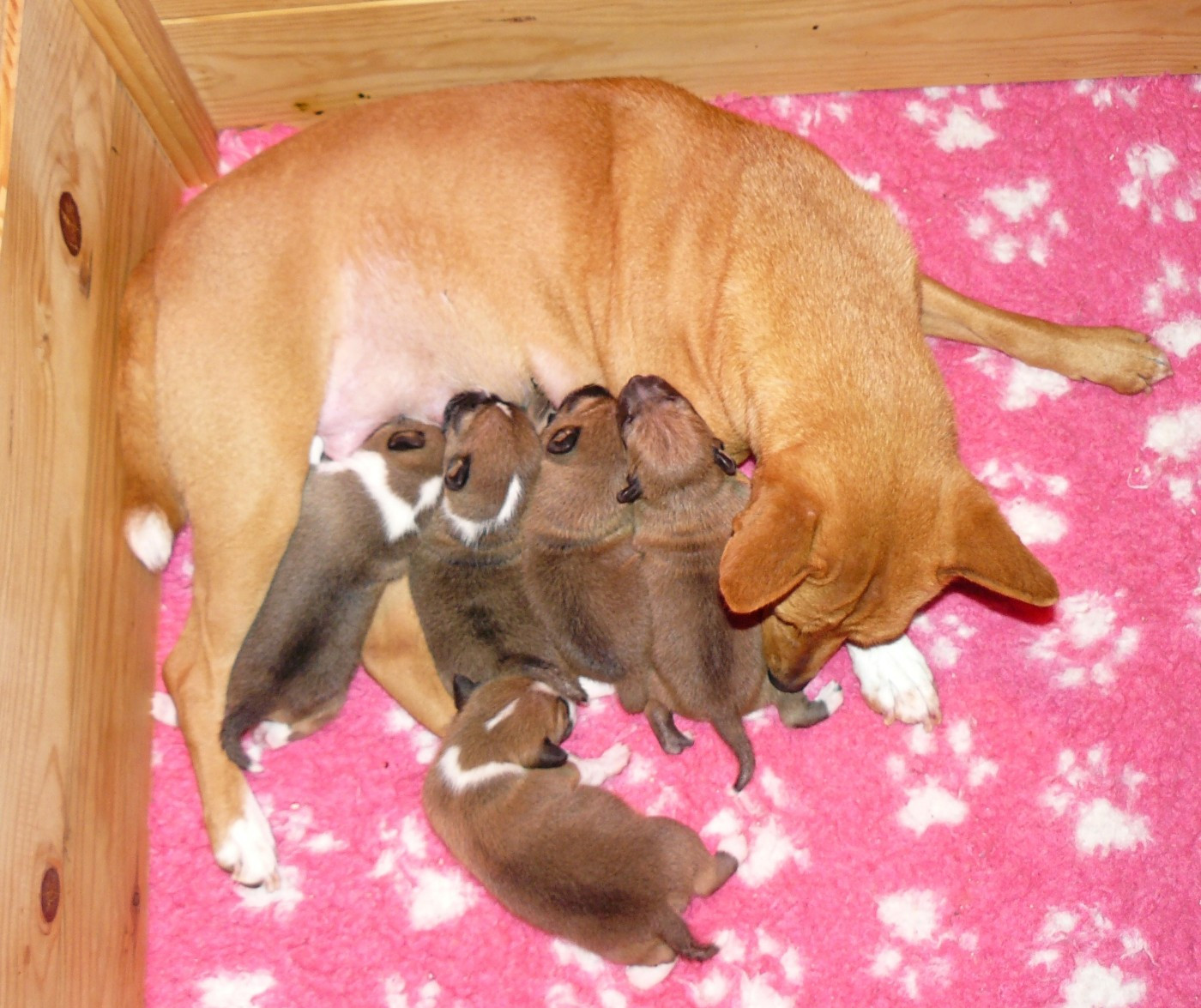 Nevali Çori - Basenji - Portée née le 11/12/2025