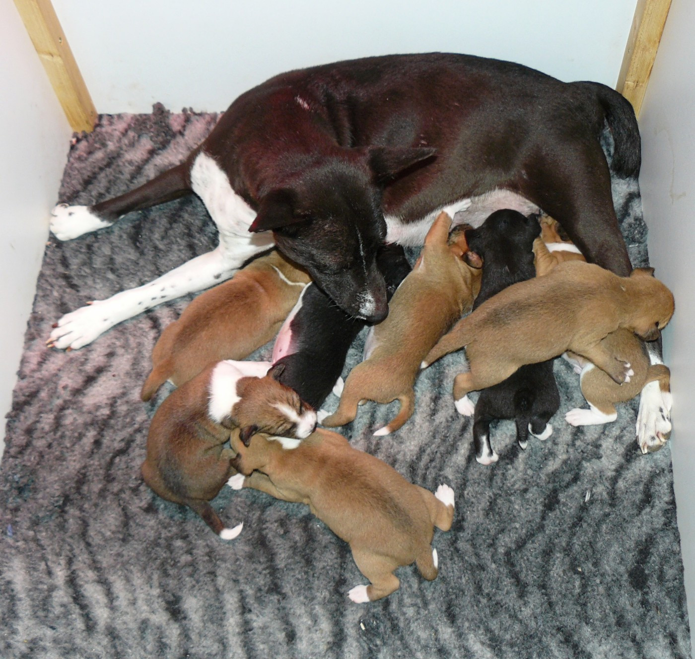 Nevali Çori - Basenji - Portée née le 03/12/2025