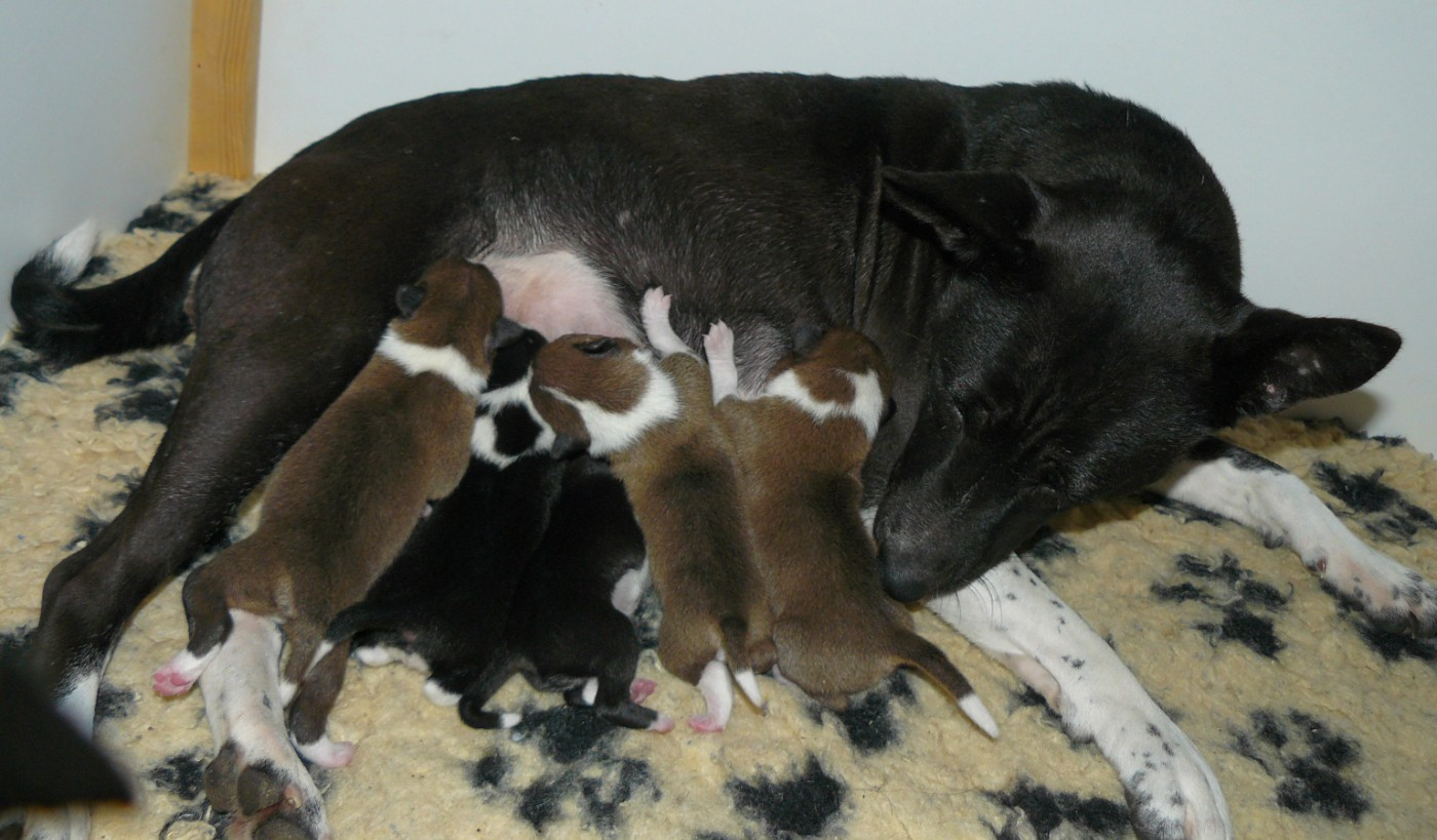 Nevali Çori - Basenji - Portée née le 01/12/2025