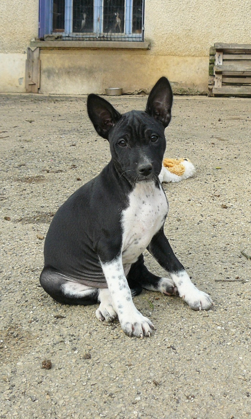 Nevali Çori - Chiots disponibles - Basenji