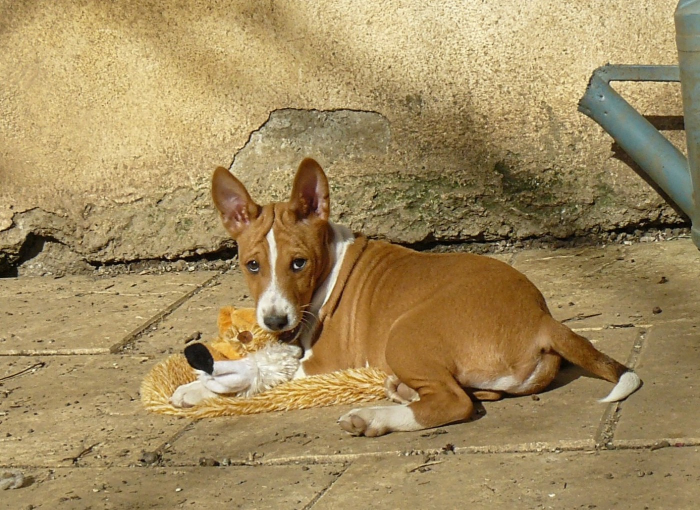 Nevali Çori - Chiots disponibles - Basenji
