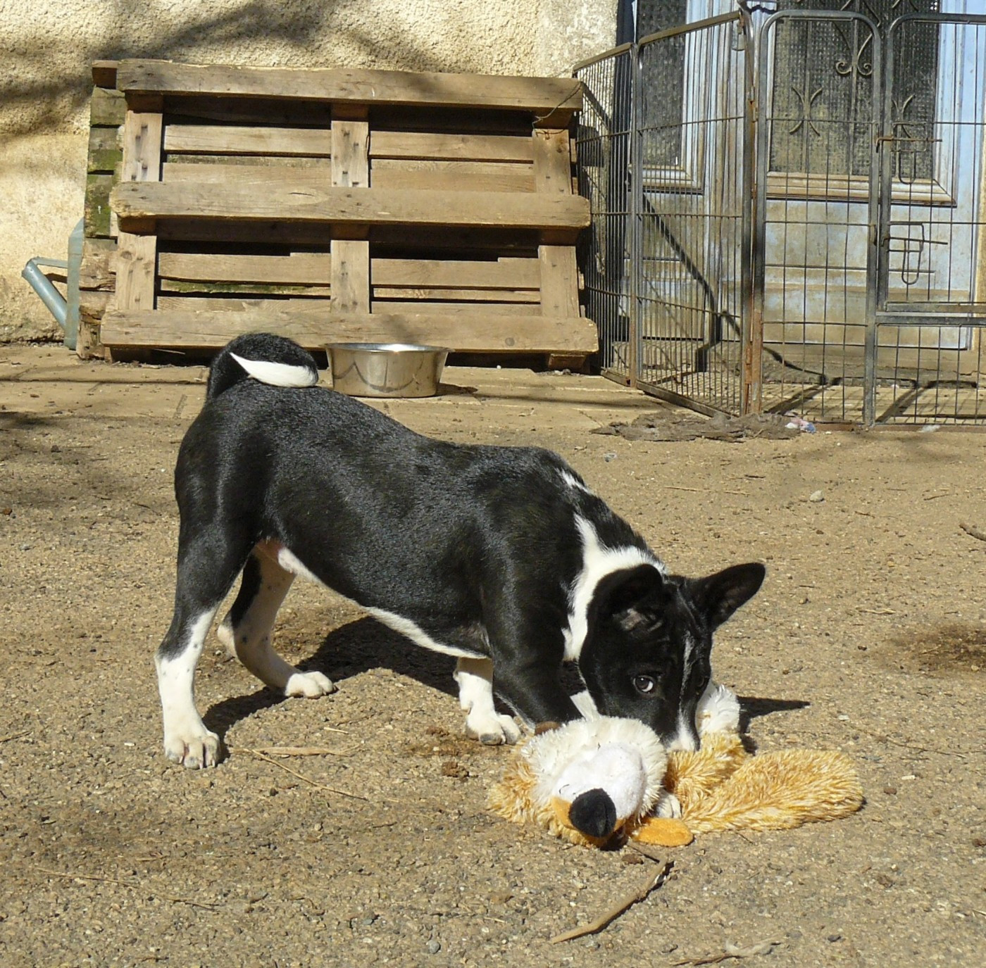 Nevali Çori - Chiots disponibles - Basenji