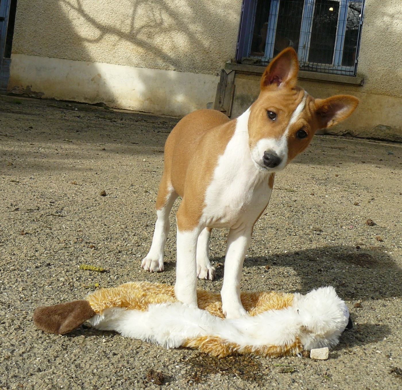 Nevali Çori - Chiots disponibles - Basenji