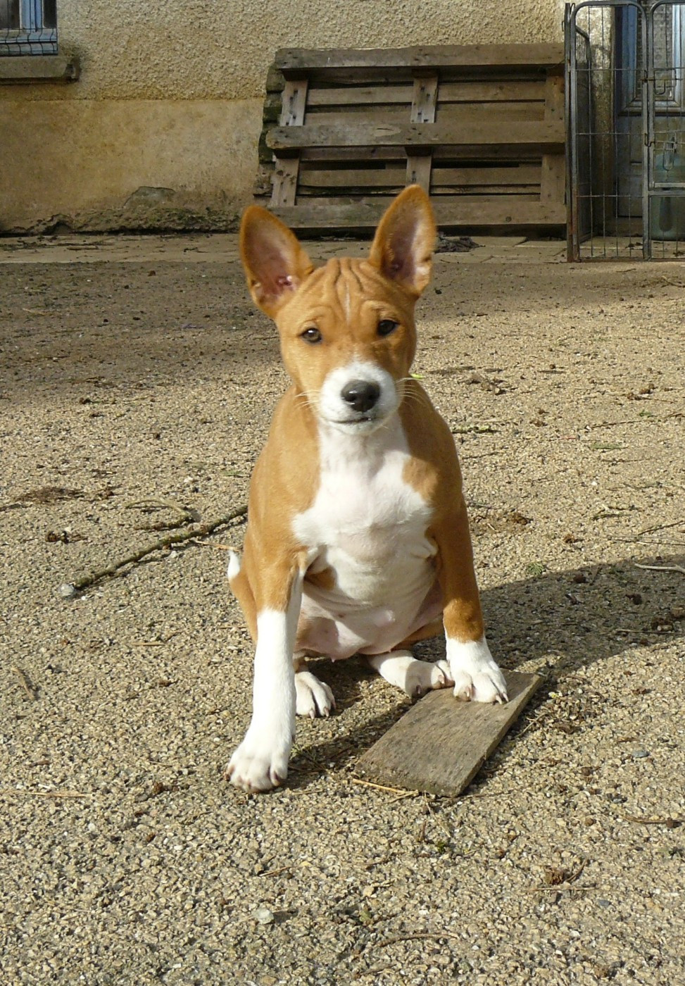 Nevali Çori - Chiots disponibles - Basenji