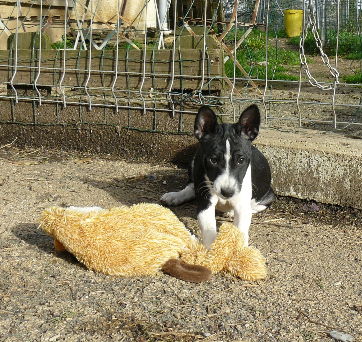 Nevali Çori - Chiots disponibles - Basenji