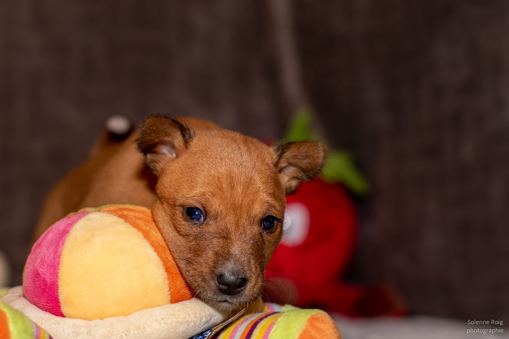 Nevali Çori - Basenji - Portée née le 28/12/2020