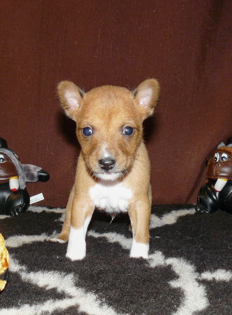 Nevali Çori - Basenji - Portée née le 21/12/2023