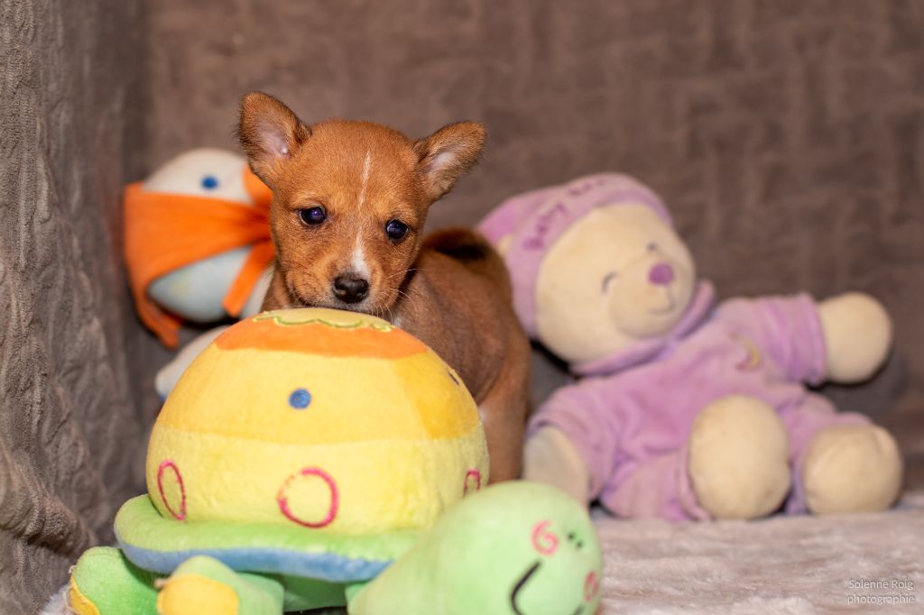 Nevali Çori - Basenji - Portée née le 23/12/2020