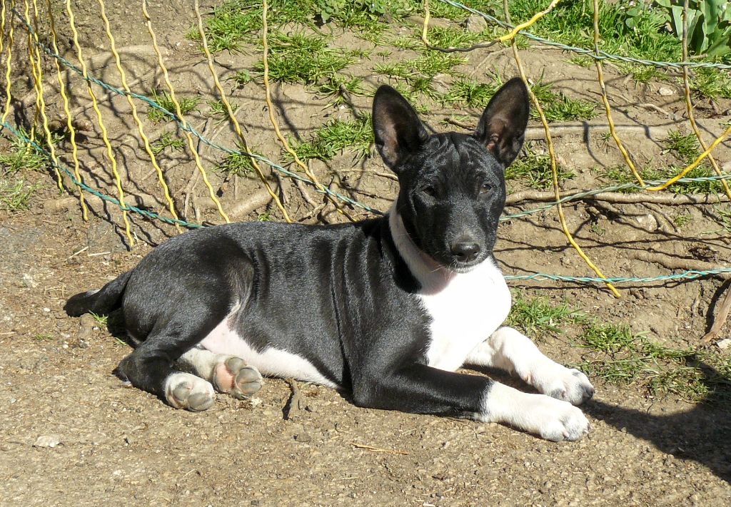 Nevali Çori - Basenji - Portée née le 16/12/2023