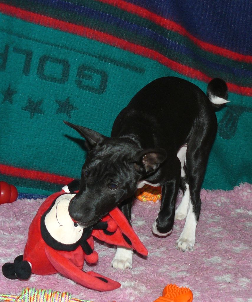 Nevali Çori - Basenji - Portée née le 30/11/2021