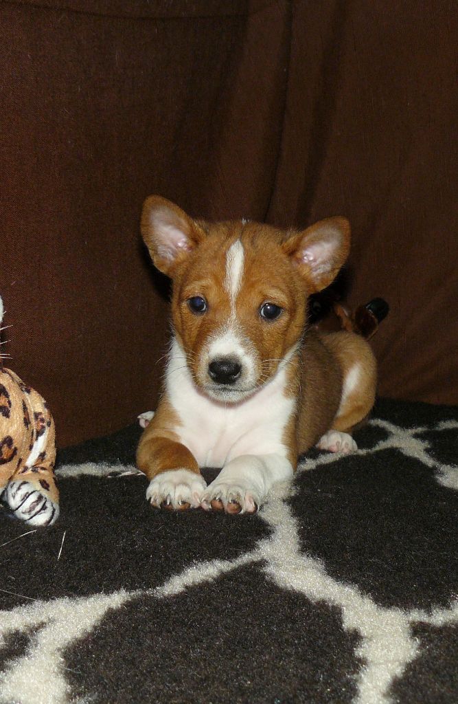 Nevali Çori - Basenji - Portée née le 15/12/2023