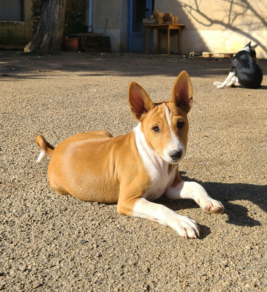 Nevali Çori - Chiots disponibles - Basenji
